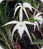 Brassavola David Sander